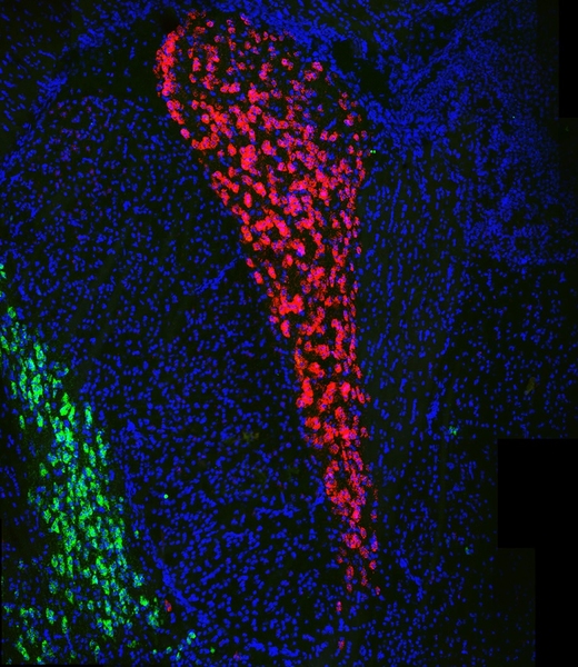 Fluorescent-microscopy image showing different groupings of neurons: a swath of green at left, a swath of red in the center, and the rest of the scene is mostly blue neurons