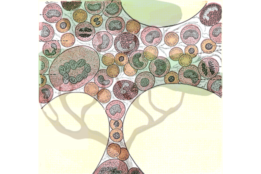 Image of bone marrow cells overlayed on an illustration of tree