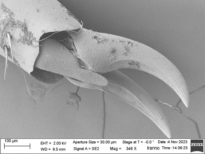A dragonfly leg, seen magnified many times under a scanning electron microscope, looks like two giant claws
