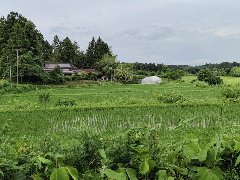 A lush Japanese landscape shows inundated rice cultures, and a house and greenhouse in the background.