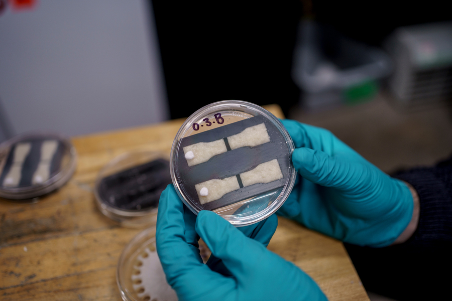 Gloved hands hold a petri dish with two wet, mushy test-strips inside, and each have grown a white hairy growth at one end.
