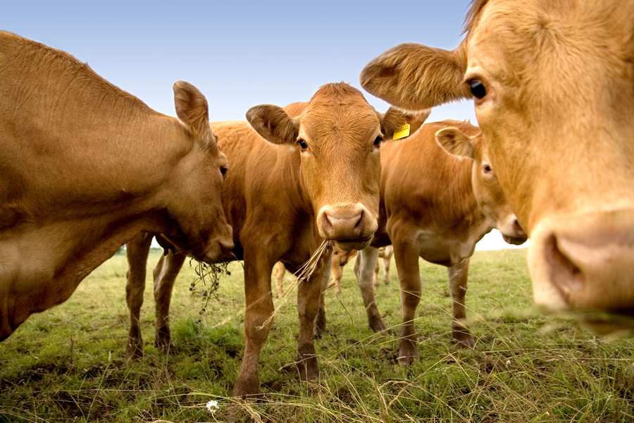 About four brown cows look at the camera in while chewing grass in a green field.