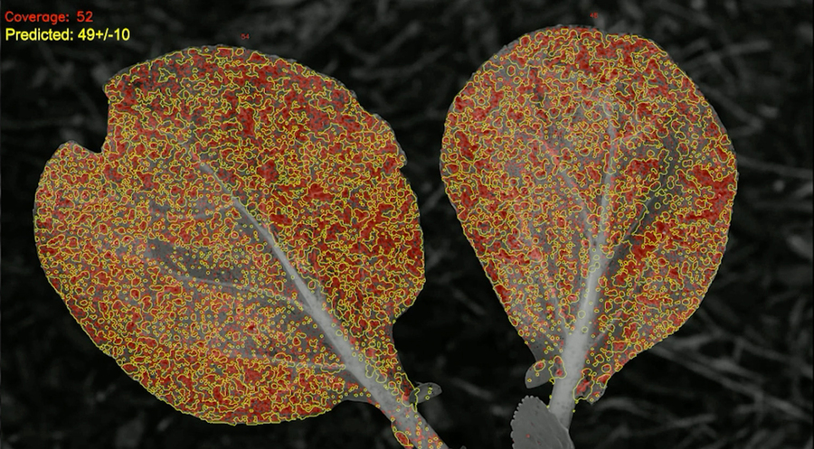 A monochrome photo of leaves has red areas showing spray coverage and yellow outlines showing predicted coverage.