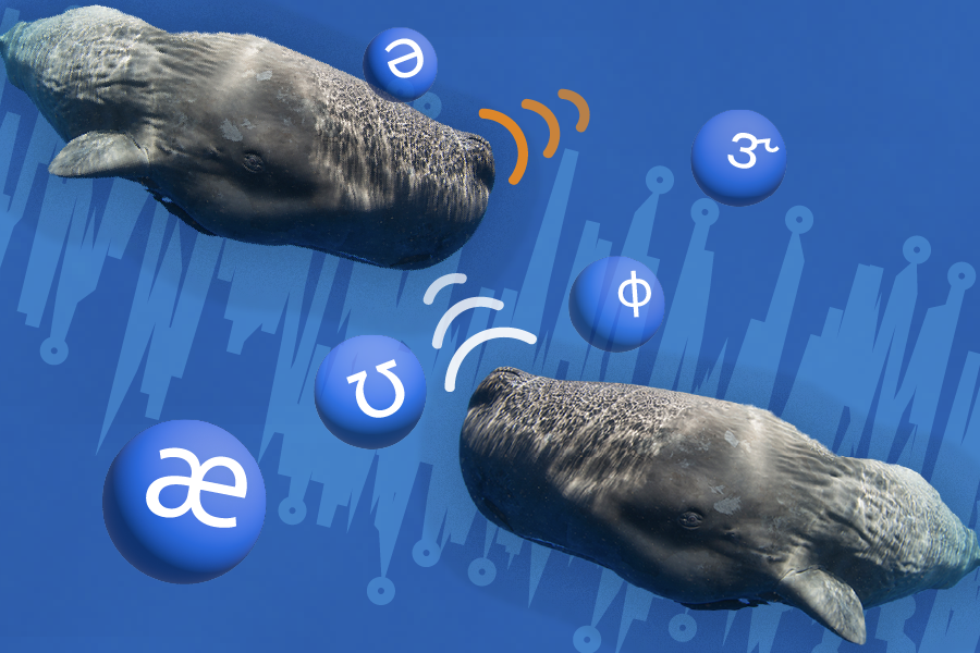 Photo illustration with two images of a sperm whale superimposed on a blue background. Lines representing sound waves emanate from each one's head. They are surrounded by characters representing phonemes. 