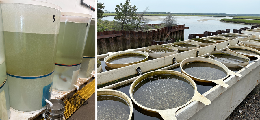Photo on left: Conical tanks with shellfish larvae. Photo on right: Outdoor rows of vat-like upwellers filled with water and shellfish seed.