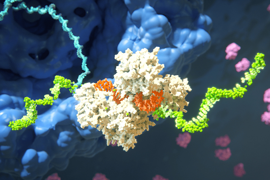 A rendering shows the green mRNA strand enclosed in the larger white RISC object. An orange strand is also in the white object.