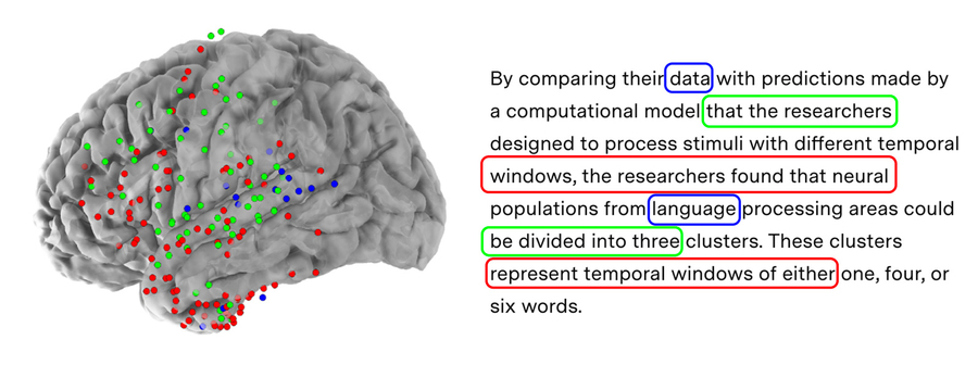 Scientists find neurons that process language on different 
