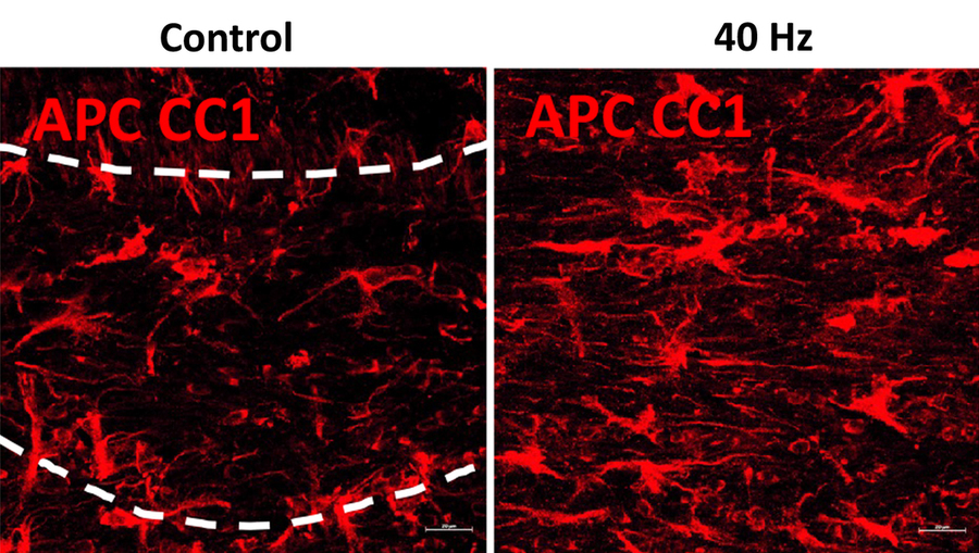 Two panels show red-stained cells, the left labeled "Control," the right labeled "40Hz." There are many more cells in the right-hand panel.