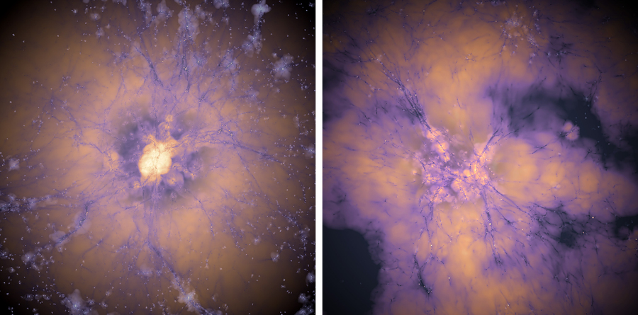 Two images show vein-like connections, in purple, spreading across galaxies connecting celestial bodies.