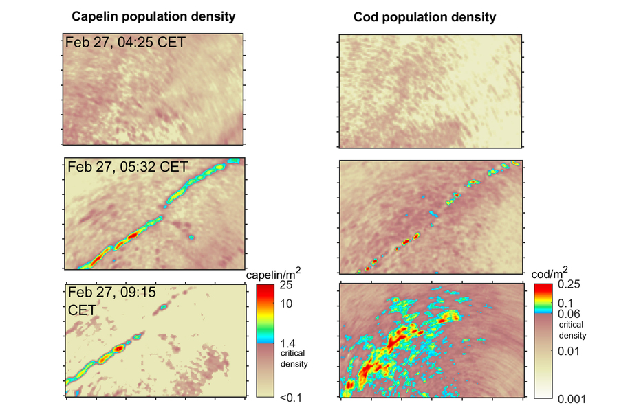 Images on left and right represent capelin and cod populations in bright colors, and show a large amount of cod gathering.