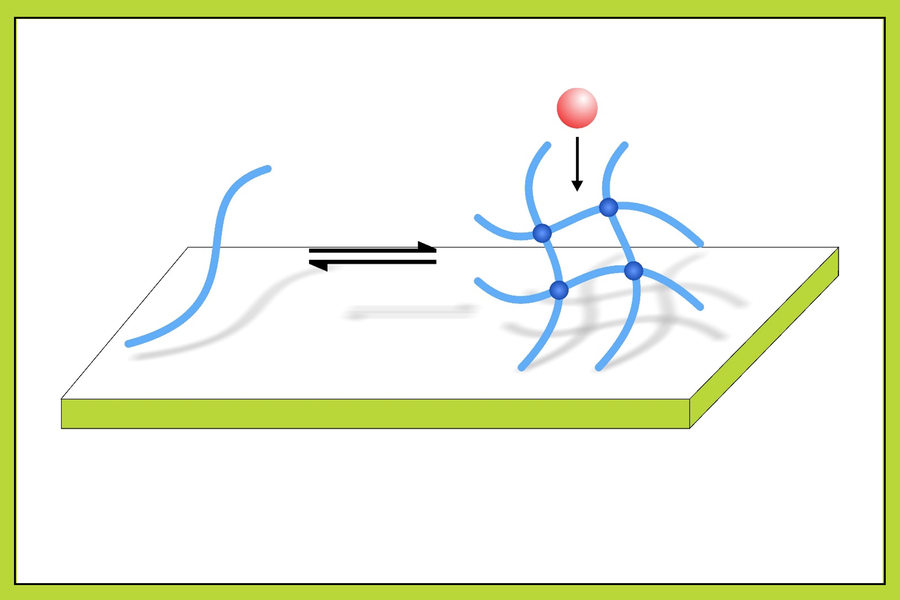 Diagram showing protein fibers linked with mussel-inspired polymers