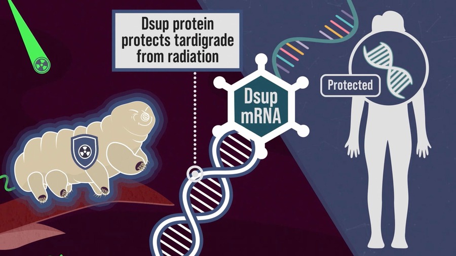 Um componente-chave dos sistemas de defesa dos tardígrados é uma proteína única de supressão de danos chamada Dsup, que se liga ao DNA e ajuda a protegê-lo dos danos causados pela radiação. A imagem acima é uma cena do vídeo dos pesquisadores. Créditos:  
Imagem: Cortesia dos pesquisadores.