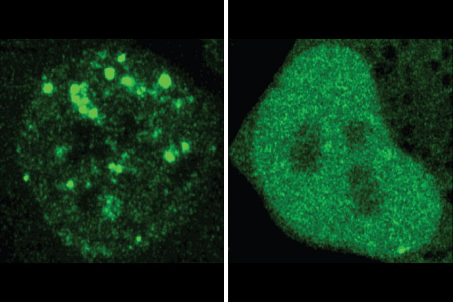 ProtGPS predictions of protein localization