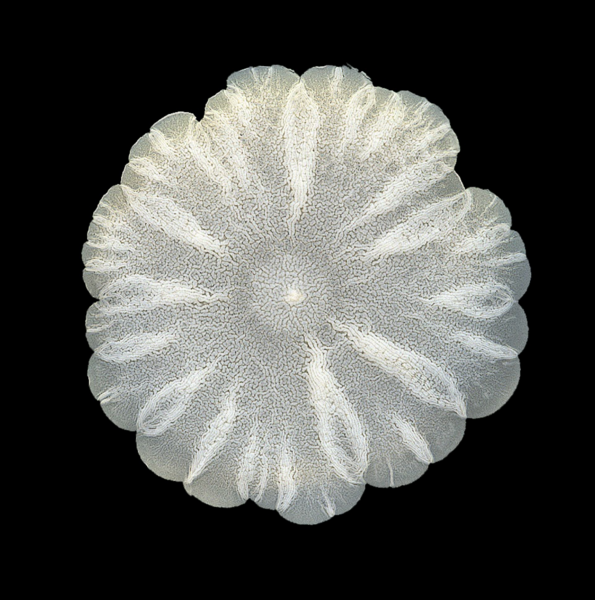 A white, flower-like object on a black background