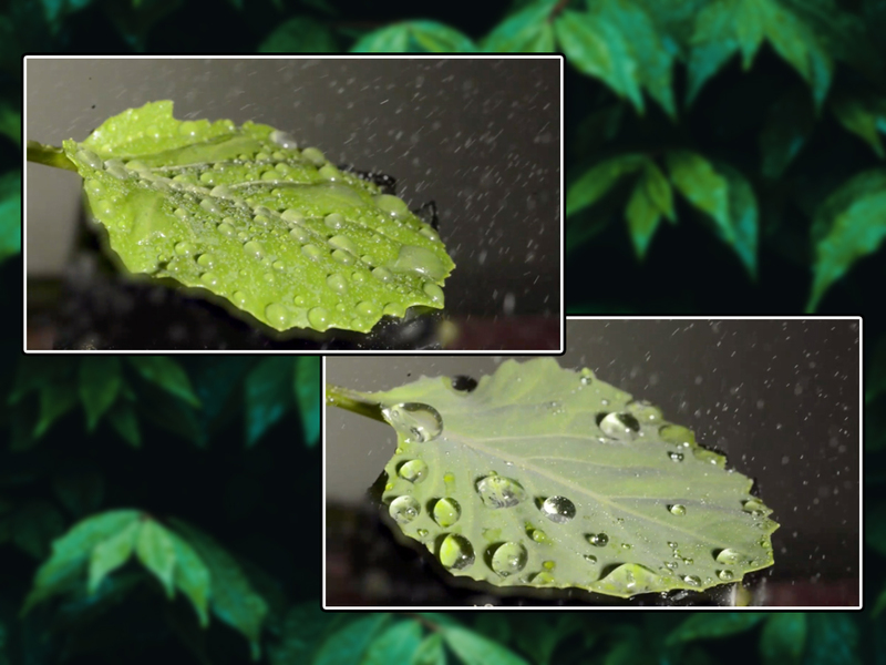 Two leaves sprayed with droplets, one has a lot of droplets, one has a few droplets