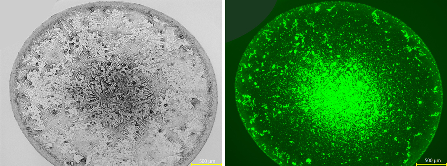 Two views of petri dishes
