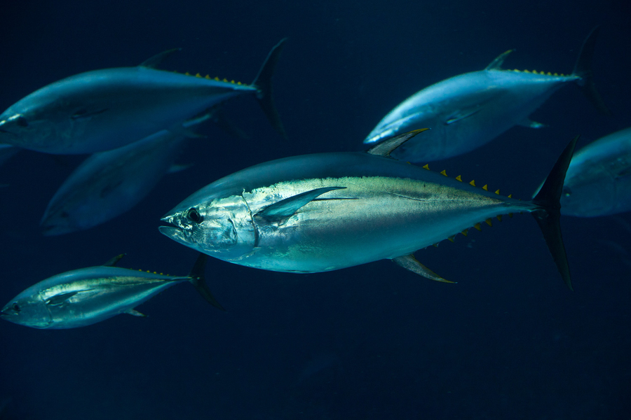 Swimming tuna