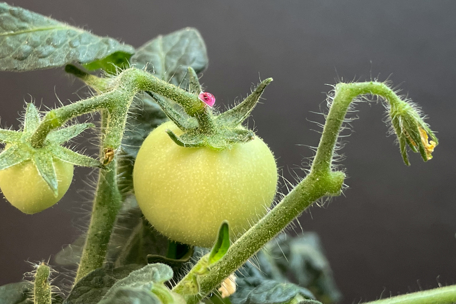 The sensor is shiny and red and is attached to a tomato plant.