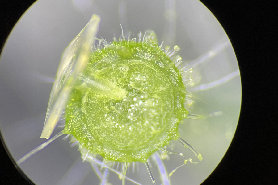 Close-up of a microneedle in plant.