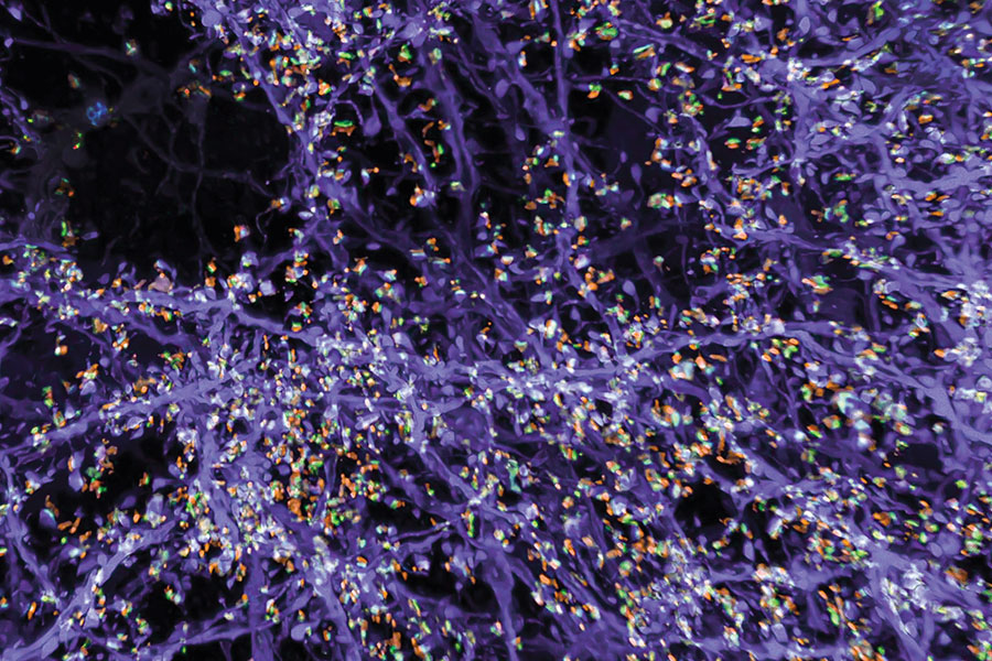Microscopic image of a network of neurons