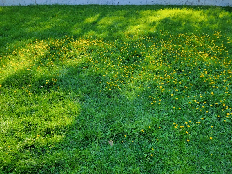 Unmowed lawn with yellow flowers