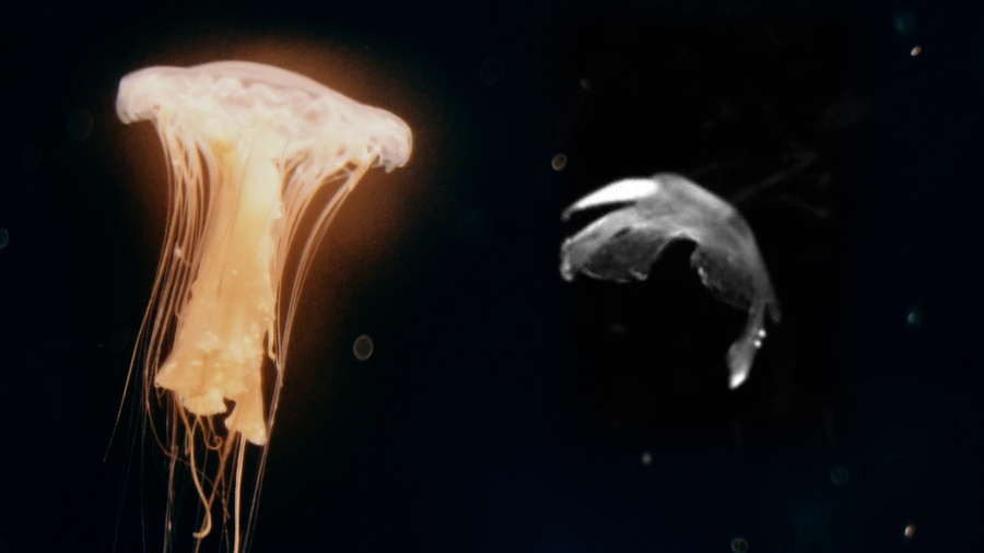A jellyfish and a medusoid float in clear liquid with black backdrop