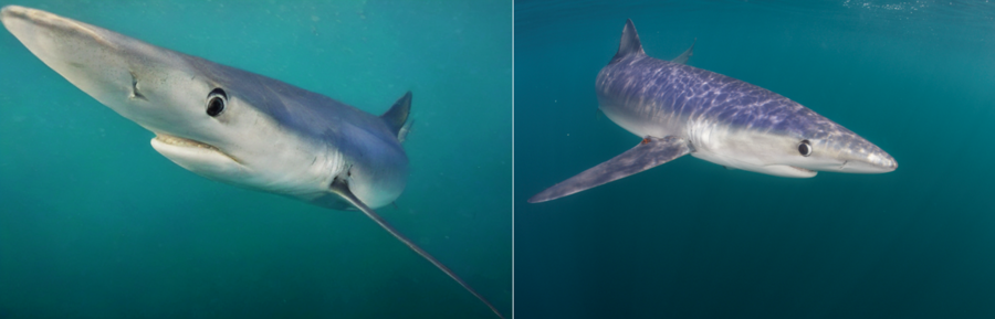 Side-by-side images of a blue shark underwater. One is an original photograph and the other was generated by AI, but it's hard to tell which one is real