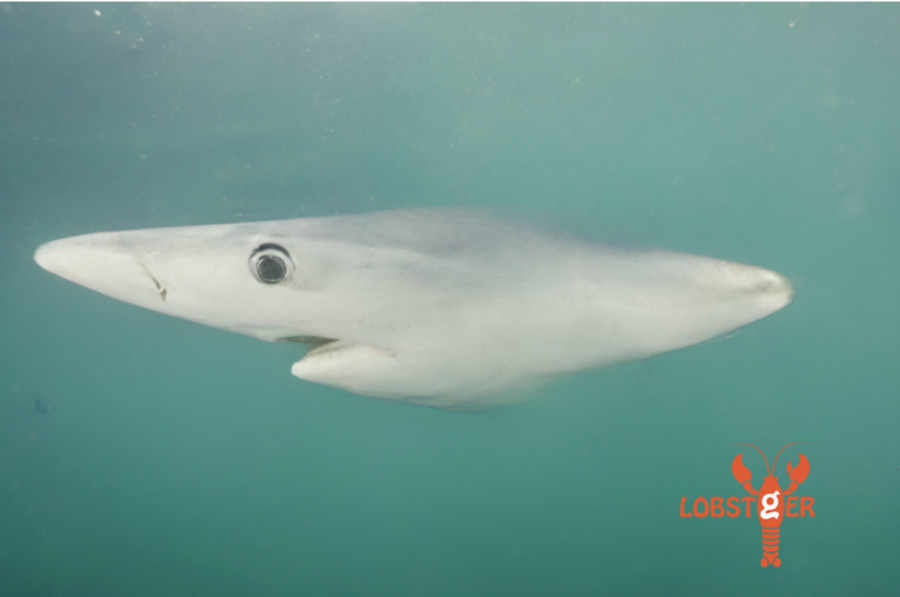Outtake from LOBSTgER’s generative models, showing a blue shark's head with a shark nose in place of a body. An orange LOBSTgER icon indicates this was made with AI.