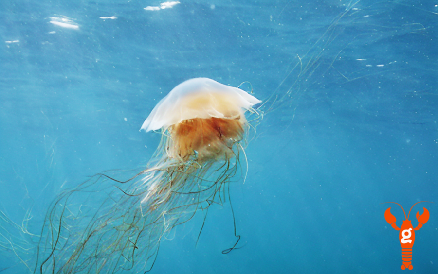 Photorealistic image of an orange-and-white lion's mane jellyfish with long hair-like tentacles. An orange LOBSTgER icon indicates this was made with AI.