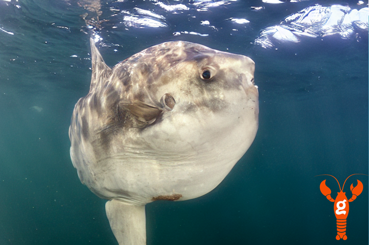A photoreal image of a large oval ocean sunfish underwater. An orange LOBSTgER icon indicates this was made with AI.