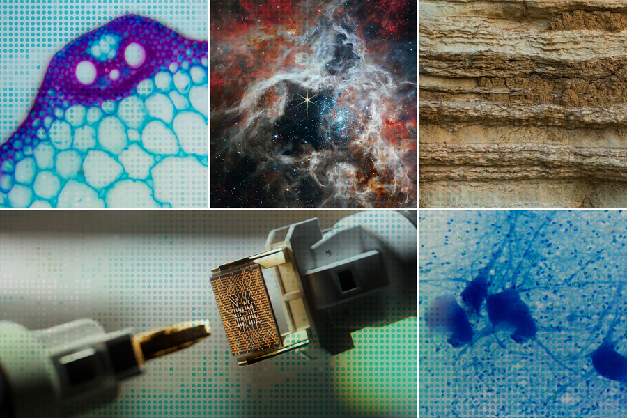 Science images showing a star cluster in space, a cross section of the Earth’s crust, neurons, plant cells, and a computer chip