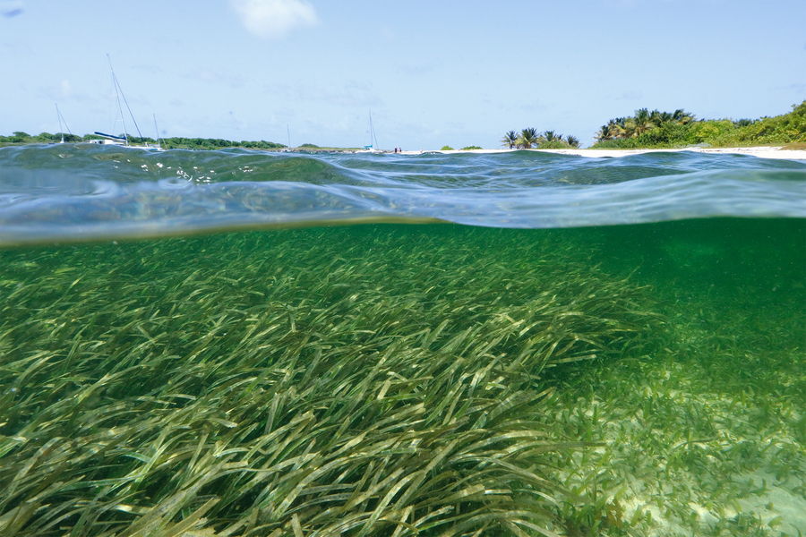 Underwater view of kelp.