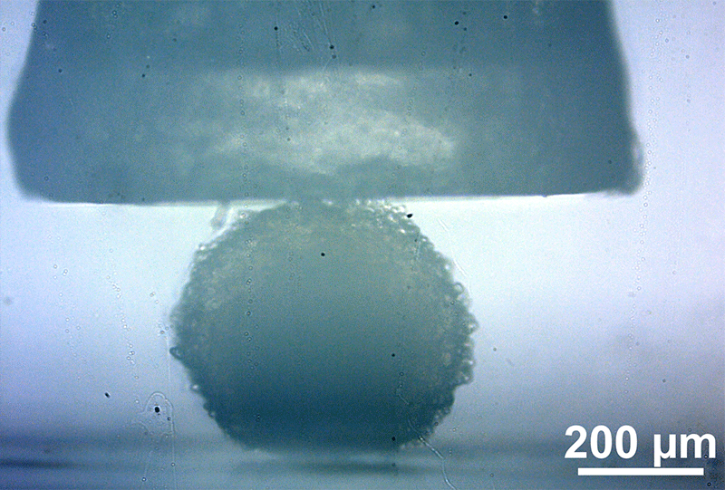 Animation of round cell being gently compressed and released