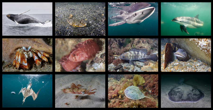 3 by 4 grid of of diverse New England marine life including a humpback whale, a horseshoe crab, dolphin, and a diving sea bird.