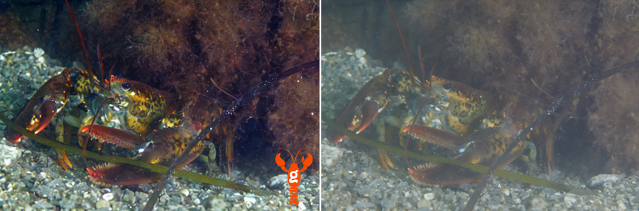 Side-by-side images of an American lobster on the sea floor underneath seaweed. One has been enhanced by AI and is far more vibrant.