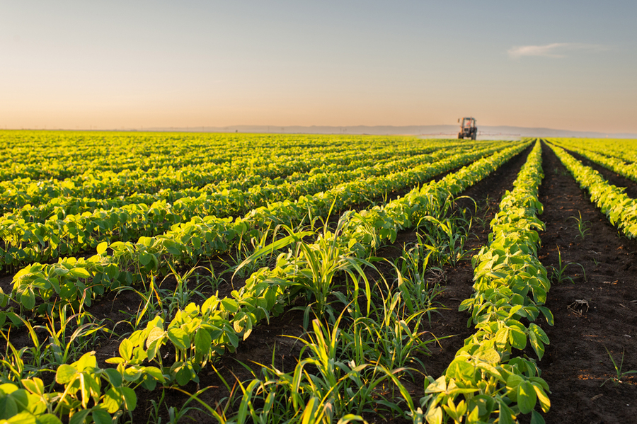 A tractor tending a field of soy plants