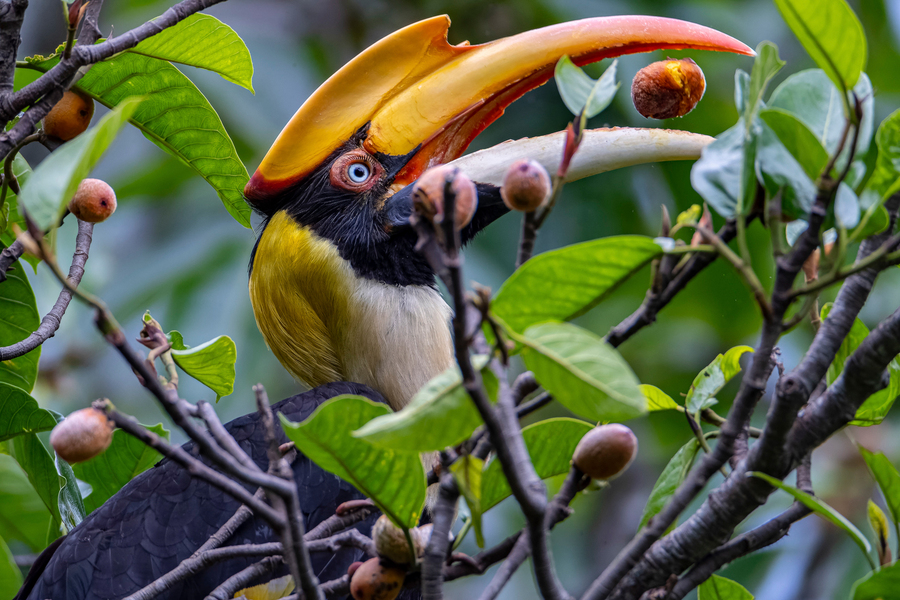 果実を食べる動物が熱帯林の炭素吸収に果たす役割(Why animals are critical to forest carbon absorption)