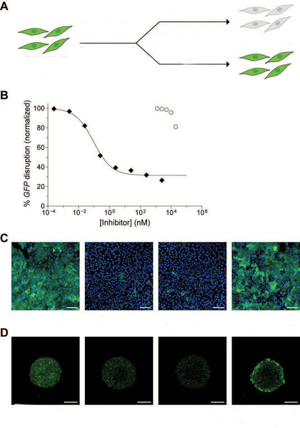 A diagram showing four glowing cells splitting into either glowing or plain cells; a line graph; and four photomicrographs of glowing or not-glowing cells