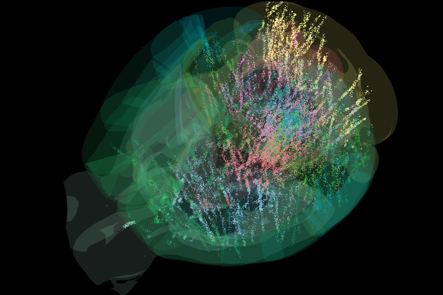 Map of a mouse brain depicts the activity of neurons in colorful dots.