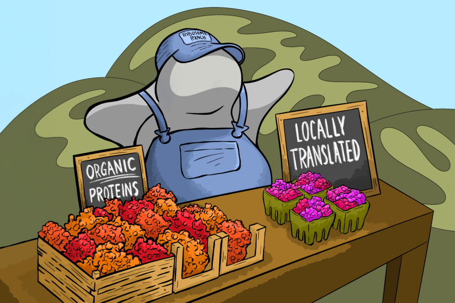 Cartoon illustration of a ribosome farmer near mitochondria selling colorful "organic" and "locally translated" proteins in cartons