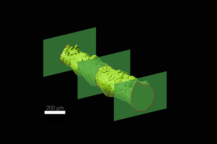 Microscopy image of a 3D-bioprinted tissue filament, which resembles a green log lying on its side