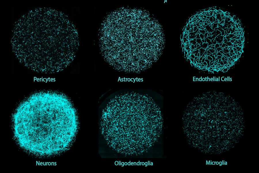 3x2 grid of circles composed of hundreds of cyan-stained cells on a black background. Circles are labled: pericytes, astrocytes, endothelial cells, neurons, ogliodendroglia, and microglia