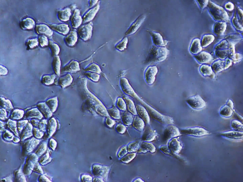 Micrograph of cells shown up close on a polymer composite