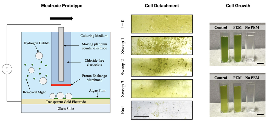 On left, a schematic of the system shows how hydrogen bubbles and algae are removed. Middle, close-ups show reduction of algae coverage. Right, Two photos show three vials. Two vials are green but the “No PEM” vial is clear.