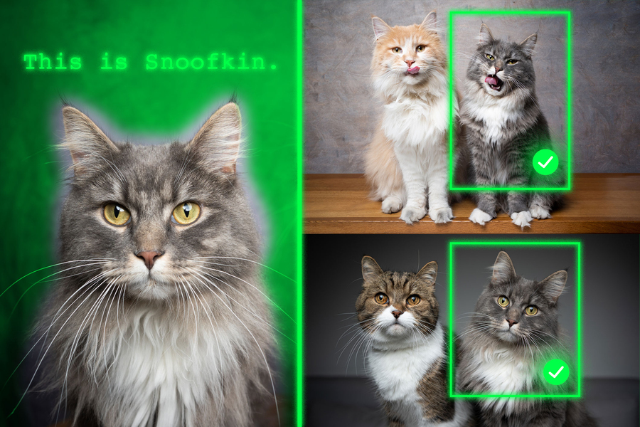 On left, a grey cat with the words, “This is Snoofkin.” The same cat is present in two photos on the right with multiple cats, with a green box and check mark around Snoofkin.
