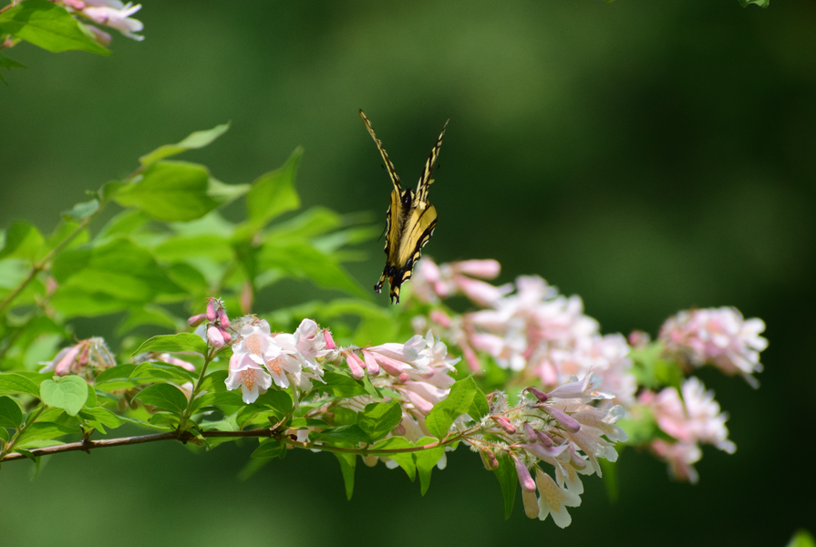 A butterfly about to touch down on a blossom