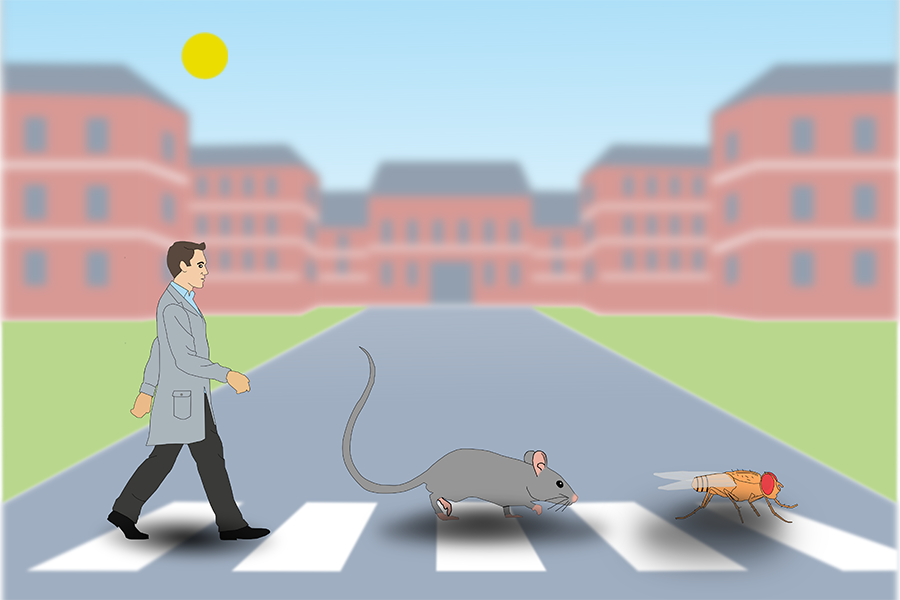 In this cartoon illustration, a man and disproportionately large mouse and fly walk along a crosswalk.