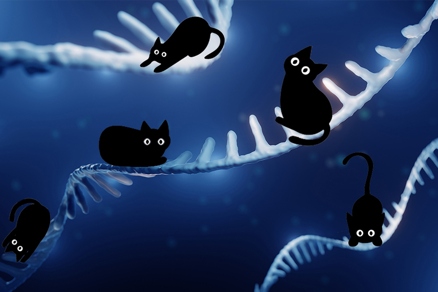 Illustration of 5 adorable black cats sitting on strands of RNA
