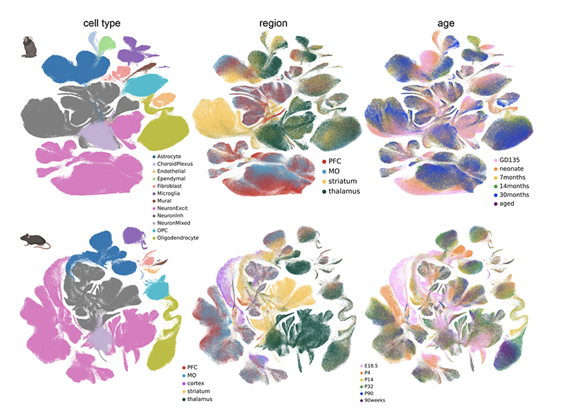 Six multicolored patterns labeled in rows by animal (marmoset or mouse) and columns by cell type, region, and age.