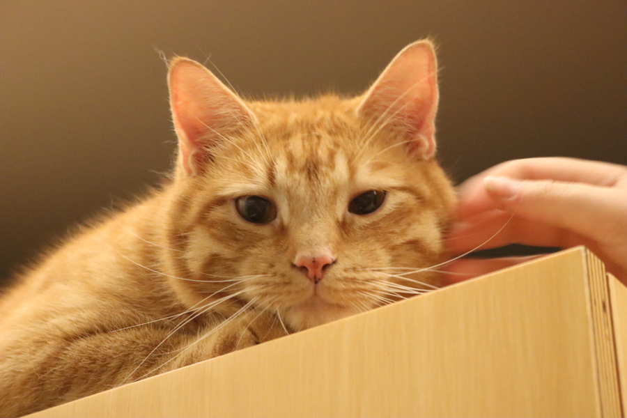An orange cat peers curiously from atop a dresser.